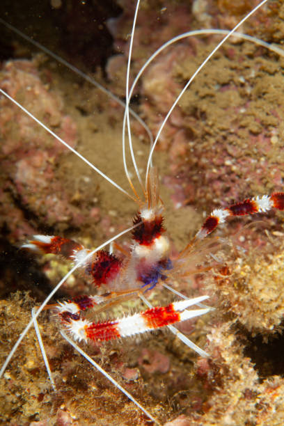 istock Hingebeak Shrimp Rhynchocinetes durbanensis, red crystal shrimp 1168807762