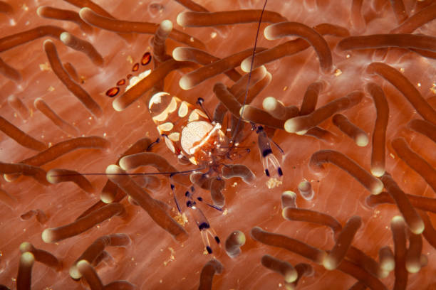 istock Hingebeak Shrimp Rhynchocinetes durbanensis, red crystal shrimp 1168807878