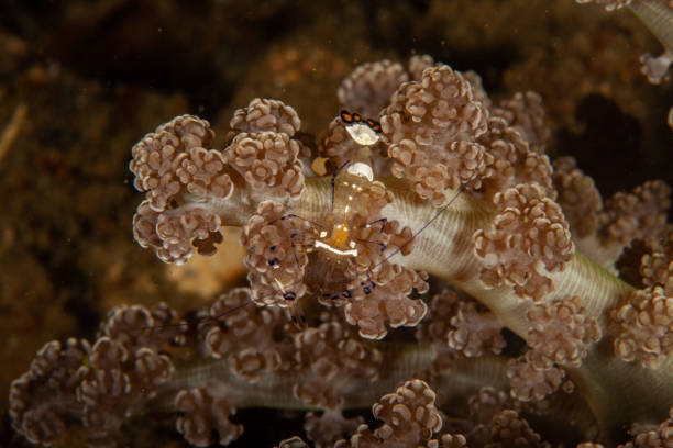 istock Hingebeak Shrimp Rhynchocinetes durbanensis, red crystal shrimp 1168807934