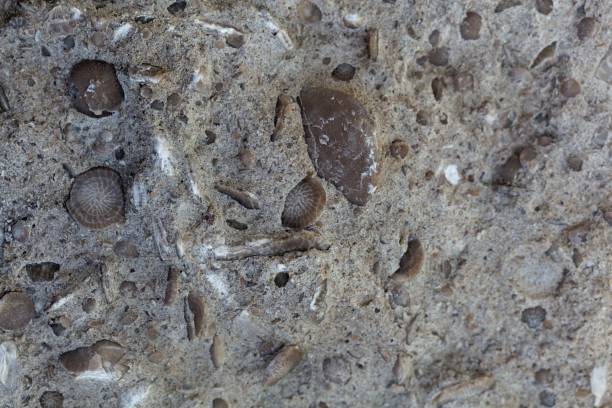 Fossil nummulite, a large single-celled organism, in a limestone