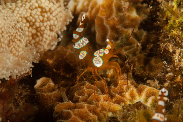 istock Hingebeak Shrimp Rhynchocinetes durbanensis, red crystal shrimp 1168808649