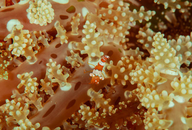 istock Hingebeak Shrimp Rhynchocinetes durbanensis, red crystal shrimp 1168808742