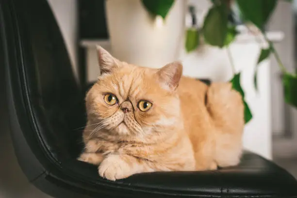 Photo of Ginger Exotic Shorthair Cat On Black Chair