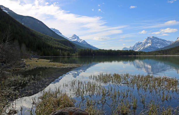 istock Waterfowl Lake valley 1168811040