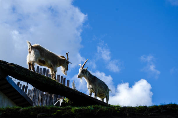 istock Goats against the sky 1168811159