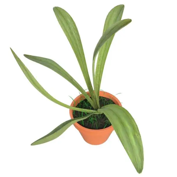 3D rendering illustration of a potted plant