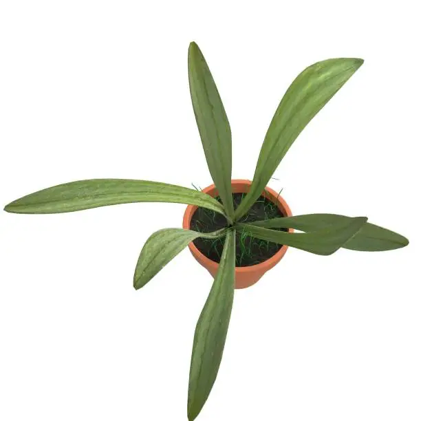 3D rendering illustration of a potted plant