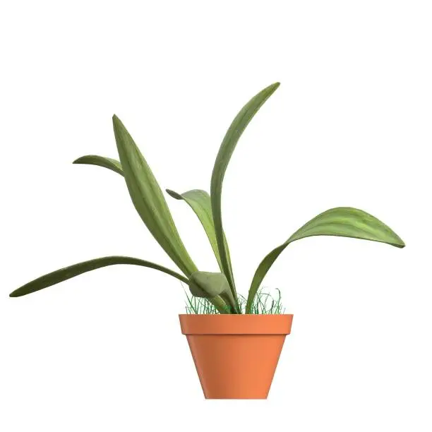 3D rendering illustration of a potted plant