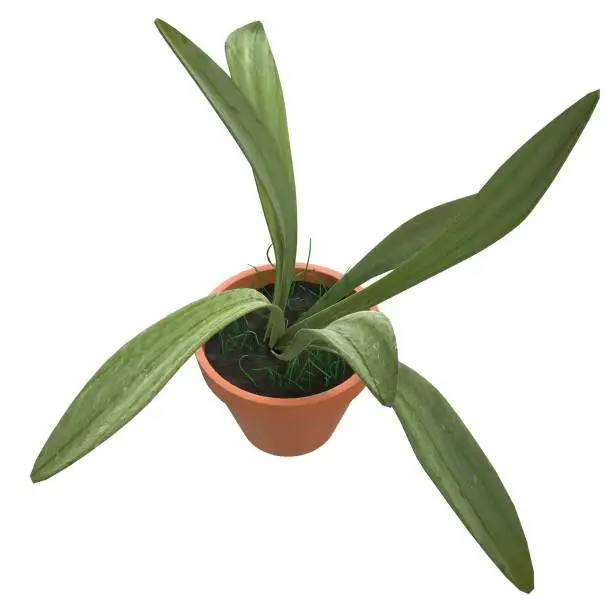 3D rendering illustration of a potted plant