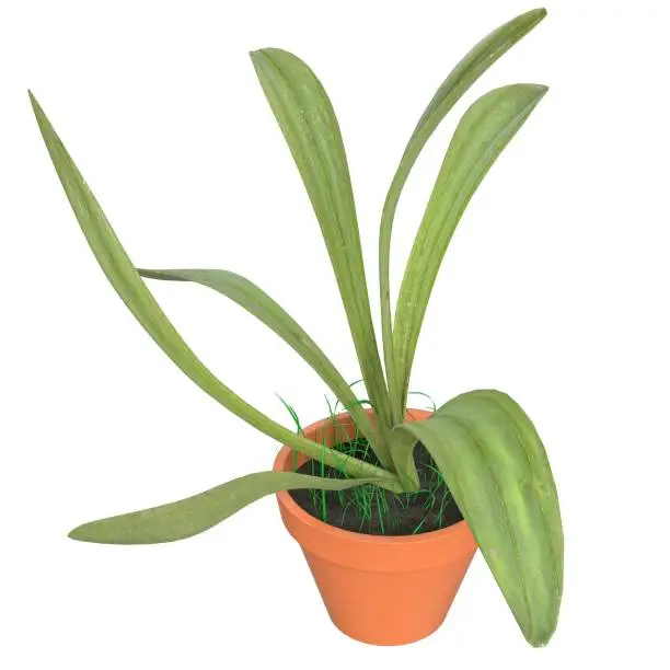 3D rendering illustration of a potted plant