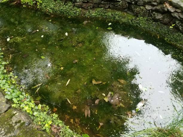 istock small pond with dirty water and green plants 1168819673