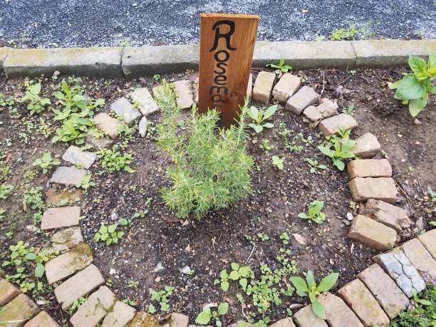 istock garden with rosemary sign and red bricks 1168819675