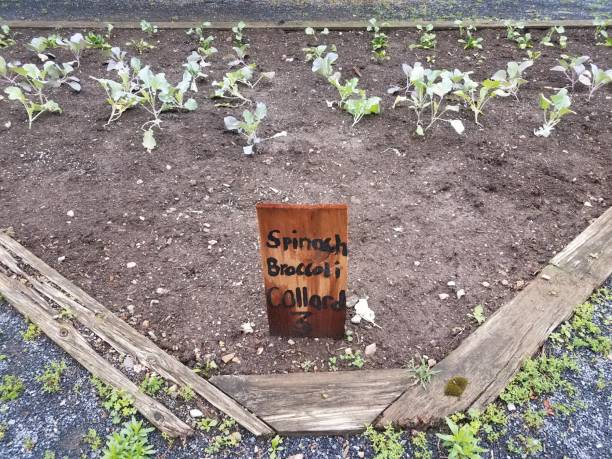 istock garden with spinach, broccoli, and collard greens and sign 1168819740
