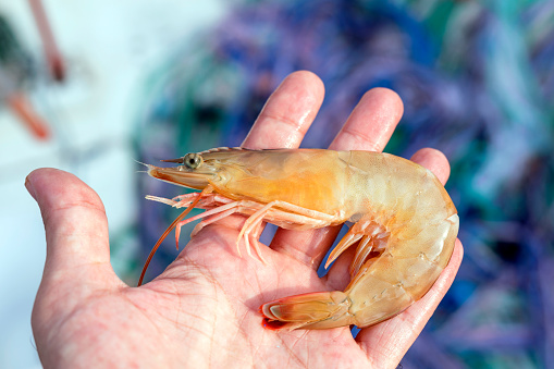 Close up view of the large prawn or jumbo shrimp. The term prawn is used particularly in the United Kingdom, Ireland and Commonwealth nations for large swimming crustaceans or shrimp.