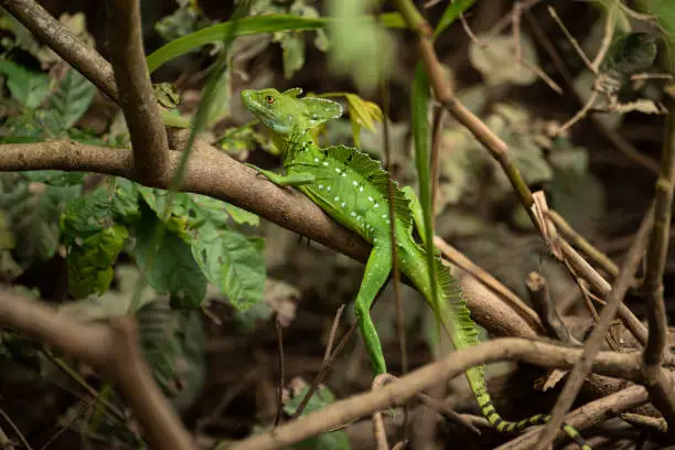 Names: Plumed basilik, green basilisk, double crested basilisk and jesus christ lizard
Scientific name: Basiliscus plumifrons
Country: Costa Rica
Location: Caño Negro Reserve