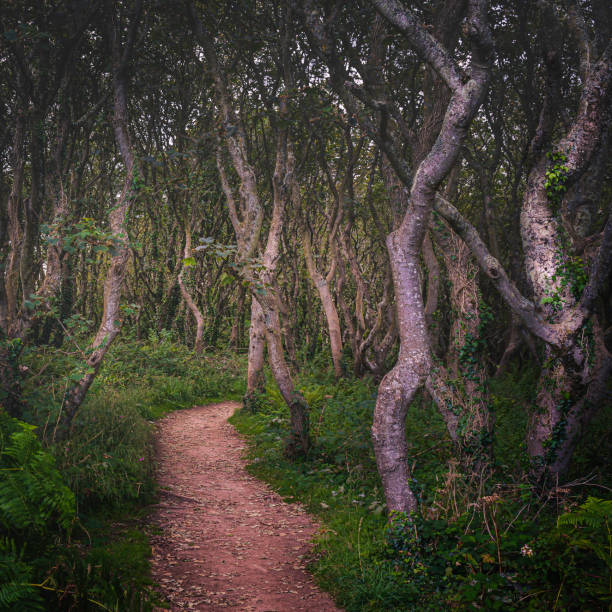 Path leading into hazy, twisted forest.Ethereal woodland scene.Bendy tree trunks in british woods.Atmospheric mood.Beauty in nature.