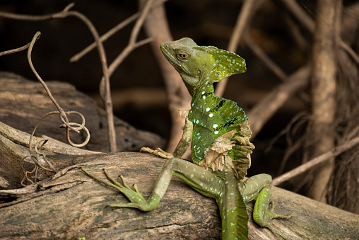 Names: Plumed basilik, green basilisk, double crested basilisk and jesus christ lizard\nScientific name: Basiliscus plumifrons\nCountry: Costa Rica\nLocation: Tortuguero National Park
