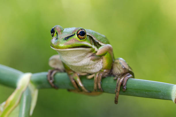 istock Green and Golden Bell Frog 1168826331