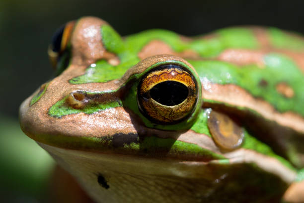 istock Green and Golden Bell Frog 1168826348