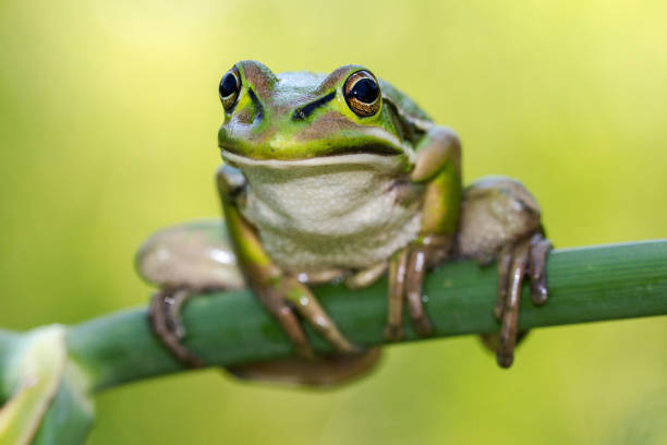 istock Green and Golden Bell Frog 1168826394