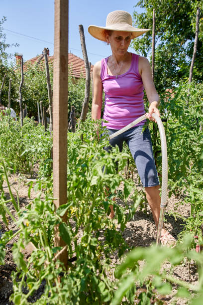 istock Gardener lady watering the plants 1168826791