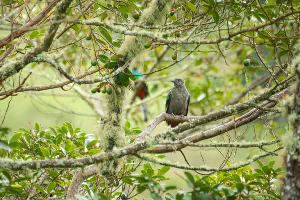 istock Resplendent quetzal 1168828889