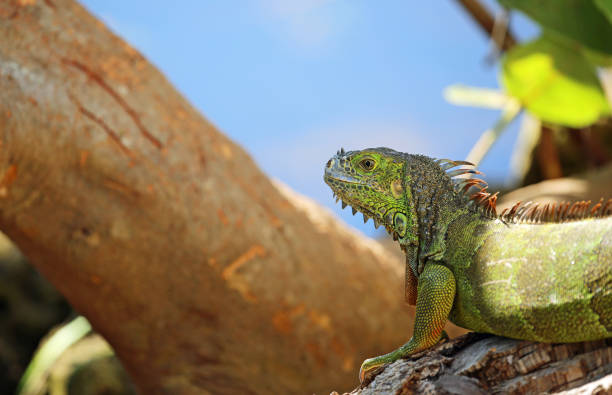 istock Green Iguana in profile 1168828911