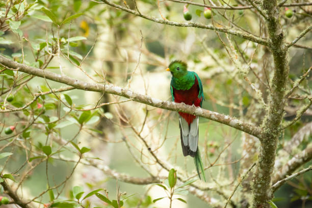 istock Resplendent quetzal 1168830375