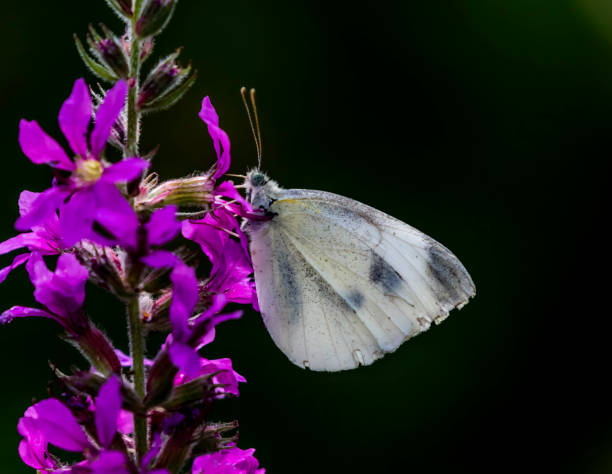istock white cabbage butterfly moth on a purple flower 1168830397