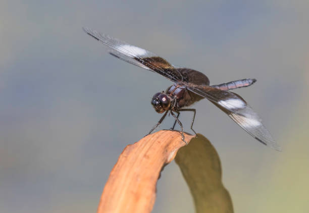 istock blue and black widow skimmer dragonfly 1168831055