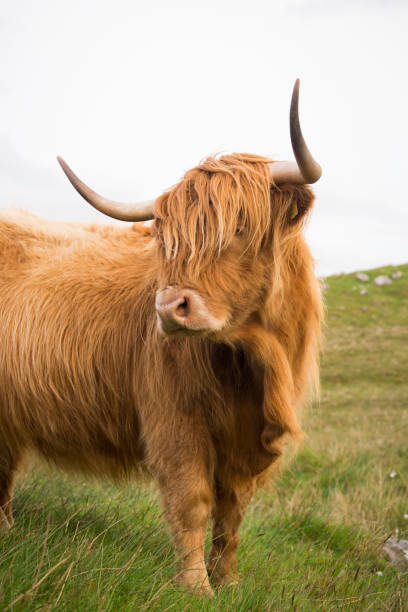 istock Hairy Coo in Scotland 1168832470