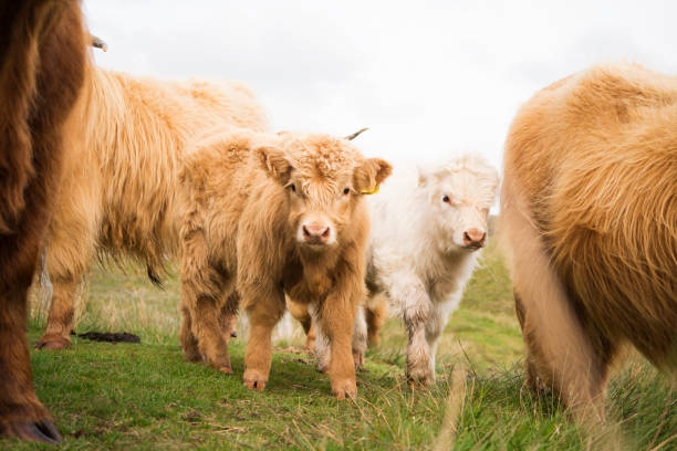istock Adorable Hairy Coo calves in Scotland 1168832473