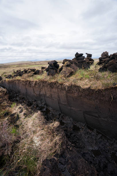 istock Peat bog with cut pieces of peat drying in the air 1168832491