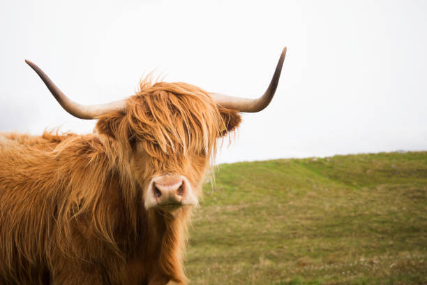 adorable coo peludo, o vaca de highland - cattle highland cattle beef animal fotografías e imágenes de stock