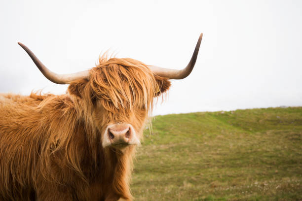 istock Adorable hairy coo, or Highland Cow 1168832509
