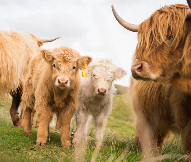 保護ママは彼女のかわいいハイランド牛の子牛を見ます - domestic cattle calf mother field ストックフォトと画像