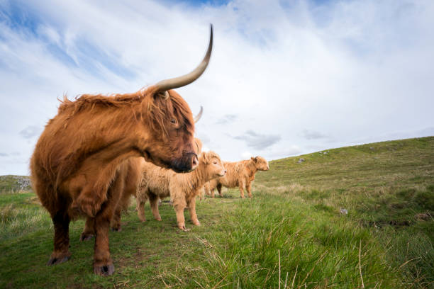 istock Highland Cattle in Scotland 1168832526