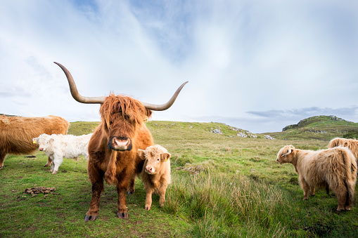 Vaca Highland con becerro en Escocia photo