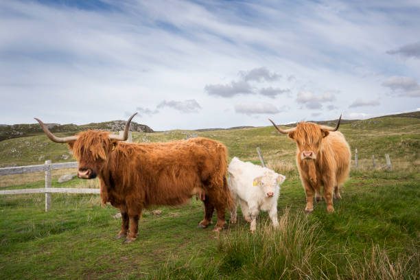 istock Isle of Lewis Highland Cattle 1168832538