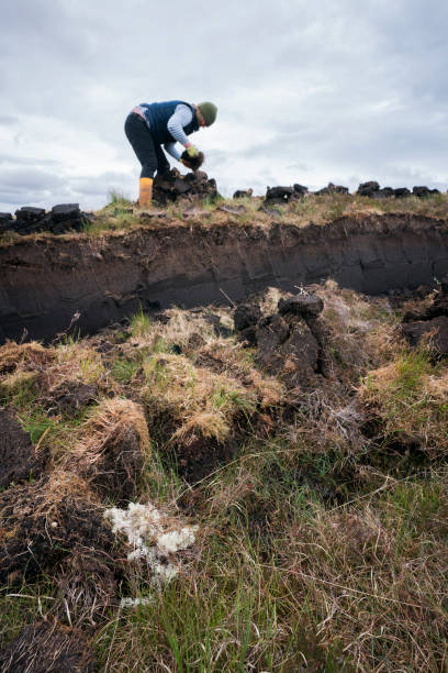 istock Scottish woman stacking peat on a bog, Lewis Island 1168832561