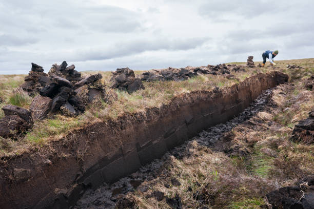 istock Scottish woman stacking peat on a bog, Lewis Island 1168832570