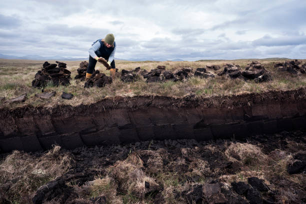 Woman working in peat bog stacks peat to dry Scottish woman stacks small heaps of vertical peat slabs on the moor to dry as bricks to be used for fuel as a heat source all winter long on the Isle of Lewis, Outer Hebridges, Scotland, UK, Europe bog stock pictures, royalty-free photos & images