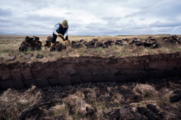 Woman working in peat bog stacks peat to dry Scottish woman stacks small heaps of vertical peat slabs on the moor to dry as bricks to be used for fuel as a heat source all winter long on the Isle of Lewis, Outer Hebridges, Scotland, UK, Europe Peat stock pictures, royalty-free photos & images