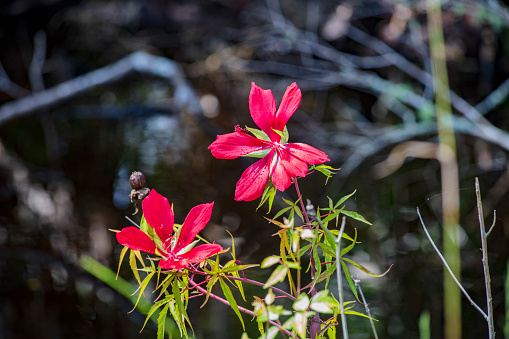 The bright crimson blooms of a wild poinsettia found in a natural habitat in a Florida marsh