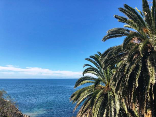 View west at the Pacific Ocean with palm trees in the foreground