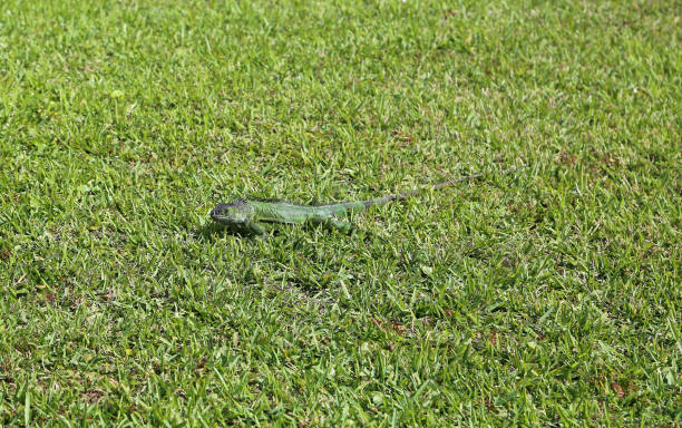 istock Green Iguana on green grass 1168835070