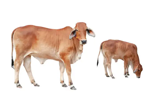 Photo of Cows isolated on a white background. / clipping path.