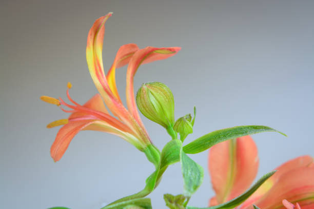 Closed button of alstromeria with water droplets on a blurred background