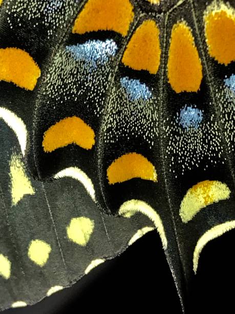 istock Adult female eastern black swallowtail wing 1168838430