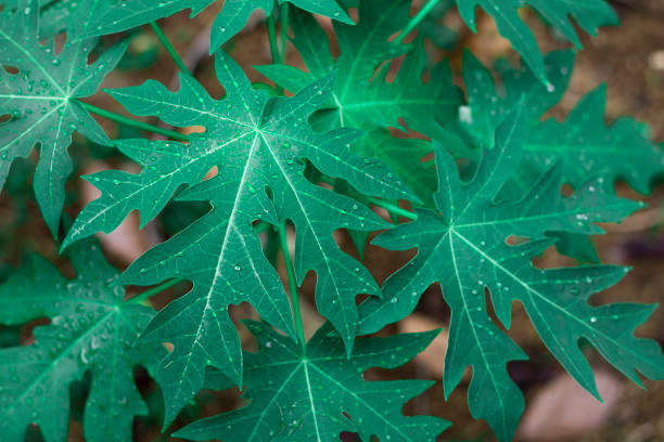 Papaya leaf in the tropical leaves, not background